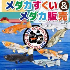 9/8 めだか即売会＆めだかすくい★めだかHOUSE日田