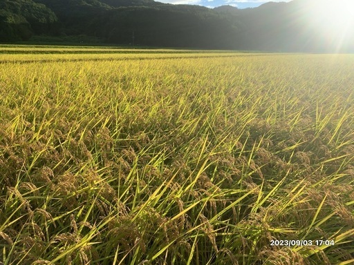 ✴︎✴︎⑥野田方面 令和6年産 コシヒカリ３０キロ