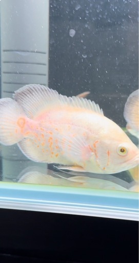 熱帯魚\n