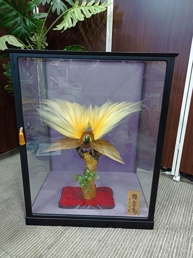 ［八4660］〈中古品〉ニューギニア産　剥製　オオフウチョウ　別名　極楽鳥　ケース寸法　幅625㎜ 奥行き476㎜ 高さ804㎜