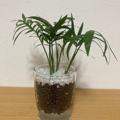 テーブルヤシ　チャメドレア　エレガンス　観葉植物　ハイドロカルチャー