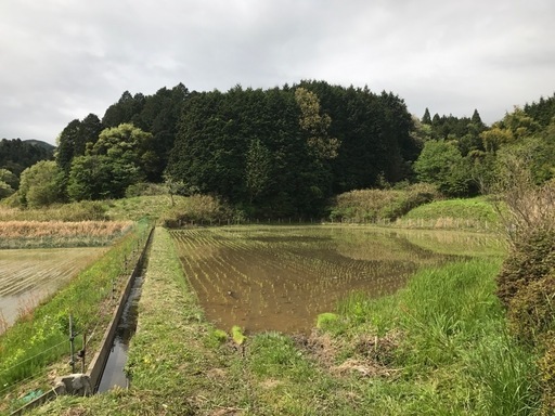 【募集終了】令和6年産　こしひかり　新米
