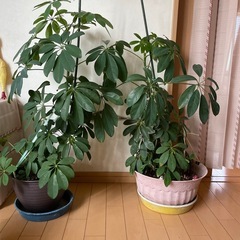 観葉植物2個　名前がわかりません　初心者でも簡単