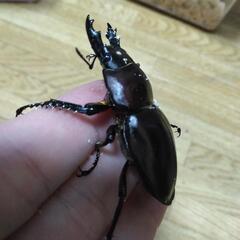 E,ラスト ヤエヤママルバネクワガタ 2ペア