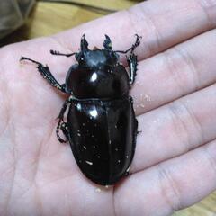 ヤエヤママルバネクワガタ　3ペア