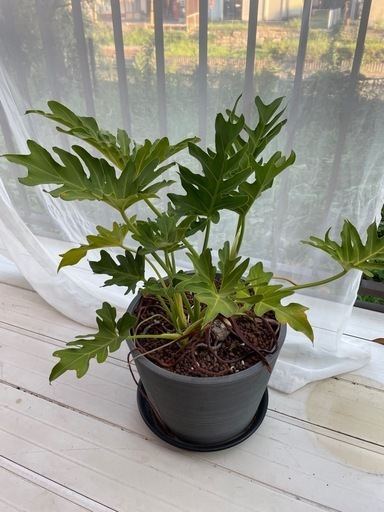 セローム　観葉植物