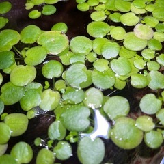 水草 浮き草　メダカ　めだか　アクアリウム medaka　熱帯魚　