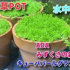 ADA みずくさの森　キューバパールグラス🍀①