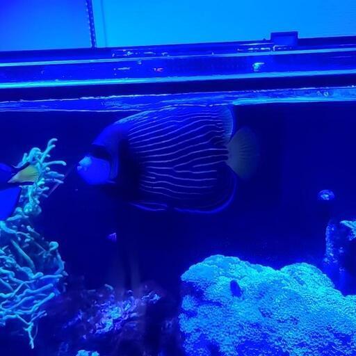 海水魚　イソギンチャク