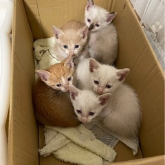 子猫兄弟　4匹里親さん決まりました。白色の男の子のみ