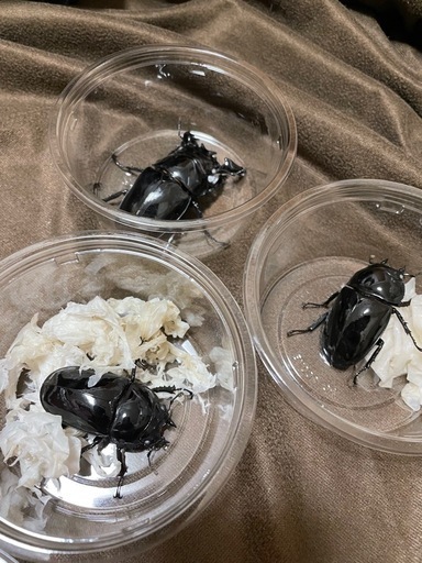 タランドゥスオオツヤクワガタ（白目）♂1♀4