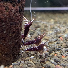 15匹セット！スラウェシギャラクシー【限定1】