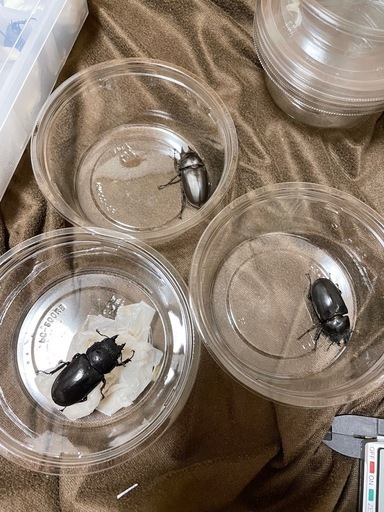 フルストルファーオウゴンオニクワガタ♂1♀2