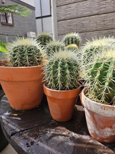 金鯱　エキノカクタス　群生　多頭　強刺し　鉢込み 金鯱 エキノカクタス 群生 多頭 強刺し 鉢込み 金鯱 エキノカクタス