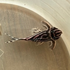 インペリアルゼブラプレコ　8.0センチ　オス　① インペリアルゼブラプレコ 8.0センチ オス ①