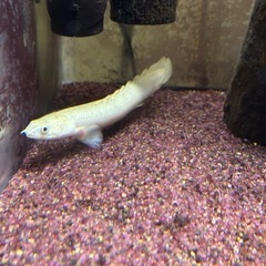 愛知県の古代魚の中古が安い！激安で譲ります・無料であげます  