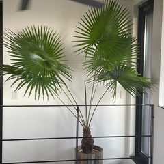 ビロウヤシ クバヤシ＊