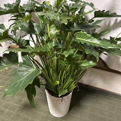 クッカバラの中古が安い！激安で譲ります・無料であげます｜ジモティー 