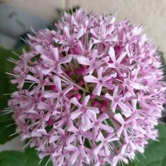 大型大輪の花　中国の奥地に自生する山野草　紫陽花よりも大型の花　...