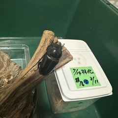 国産オオクワガタ　能勢産　SR血統   ♂82.5mm ♀53mm