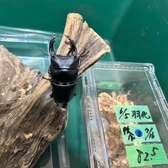 国産オオクワガタ　能勢産　SR血統   ♂82.5mm ♀53mm