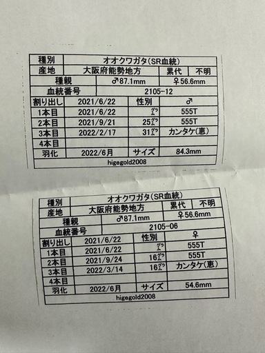 国産オオクワガタ　能勢産　SR血統   ♂82.5mm ♀53mm