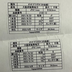 国産オオクワガタ　能勢産　SR血統   ♂82.5mm ♀53mm