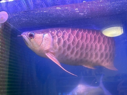 本日のみ！過背クロスベリー60センチ　値下げ熱帯魚