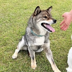 柴犬　3歳　男の子