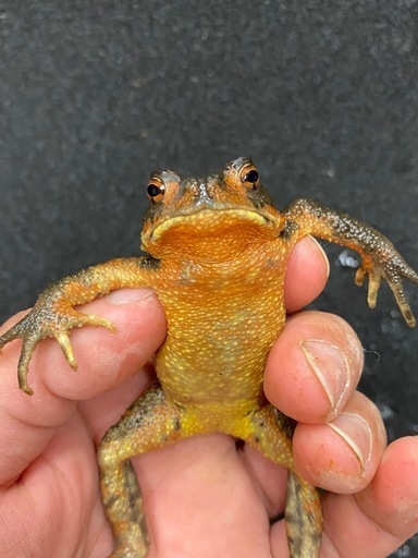 ナガレヒキガエル 1匹 その③
