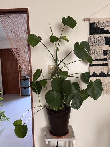 【22日夕方pick up 50%引】観葉植物モンステラ親株