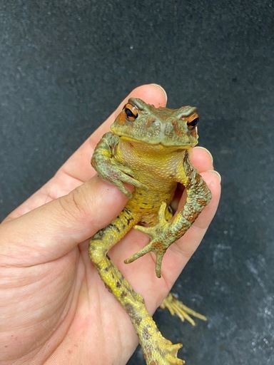 ナガレヒキガエル　1匹　その①