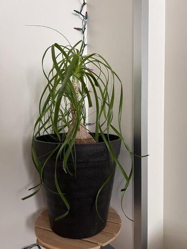 【22日夕方pick up 50%引】観葉植物トックリラン
