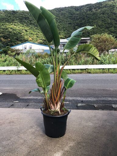【観葉植物】アレカヤシ３鉢、ストレチアオーガスタ１鉢　４鉢まとめ販売