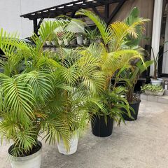 観葉植物】アレカヤシ3鉢、ストレチアオーガスタ1鉢 4鉢まとめ販売
