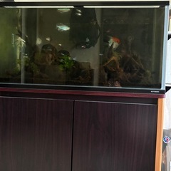コトブキ90センチ水槽
