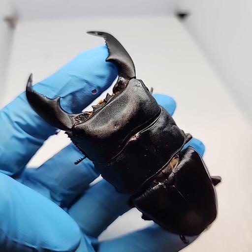 セール❗スマトラヒラタクワガタ♂️100mm♀️50UPペア