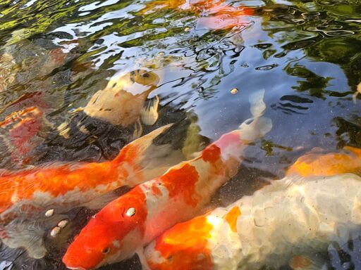 錦鯉　60cm～　全部まとめて購入でも構いません