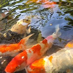 錦鯉　60cm～　全部まとめて購入でも構いません 錦鯉 60cm～ 全部まとめて購入でも構いません