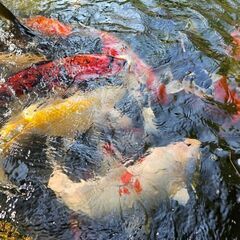 錦鯉 60cm～ 全部まとめて購入でも構いません
