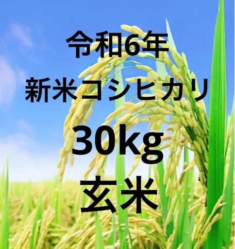 令和6年 新米コシヒカリ 玄米 30kg 受付一時中止