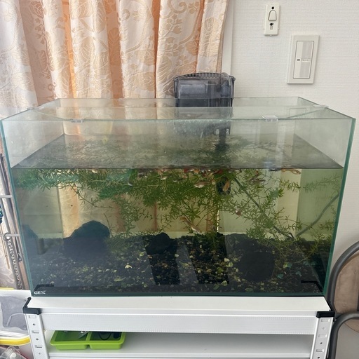 グッピー、エビ