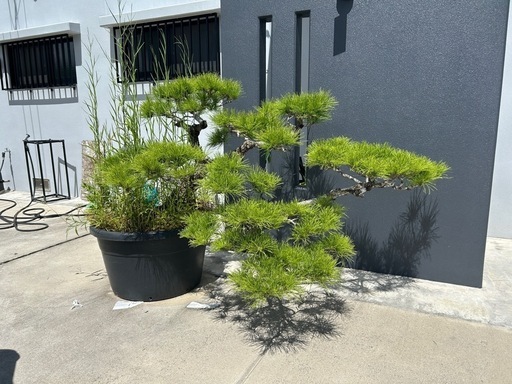 慶良間松盆栽
