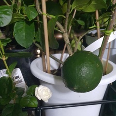 園芸 花や木、植木鉢など