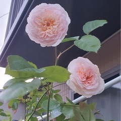 園芸 花や木、植木鉢など