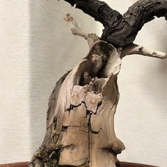 杜松 山採り 山木 盆栽