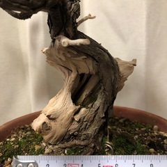 杜松 山採り 山木 盆栽