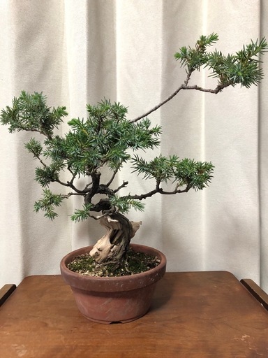 杜松　山採り　山木　盆栽