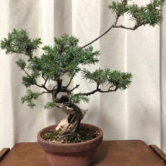 杜松 山採り 山木 盆栽