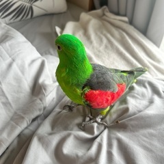 ハゴロモインコ里親募集致します。